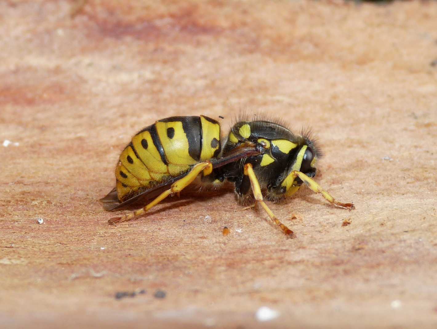 Vespula germanica svernante
